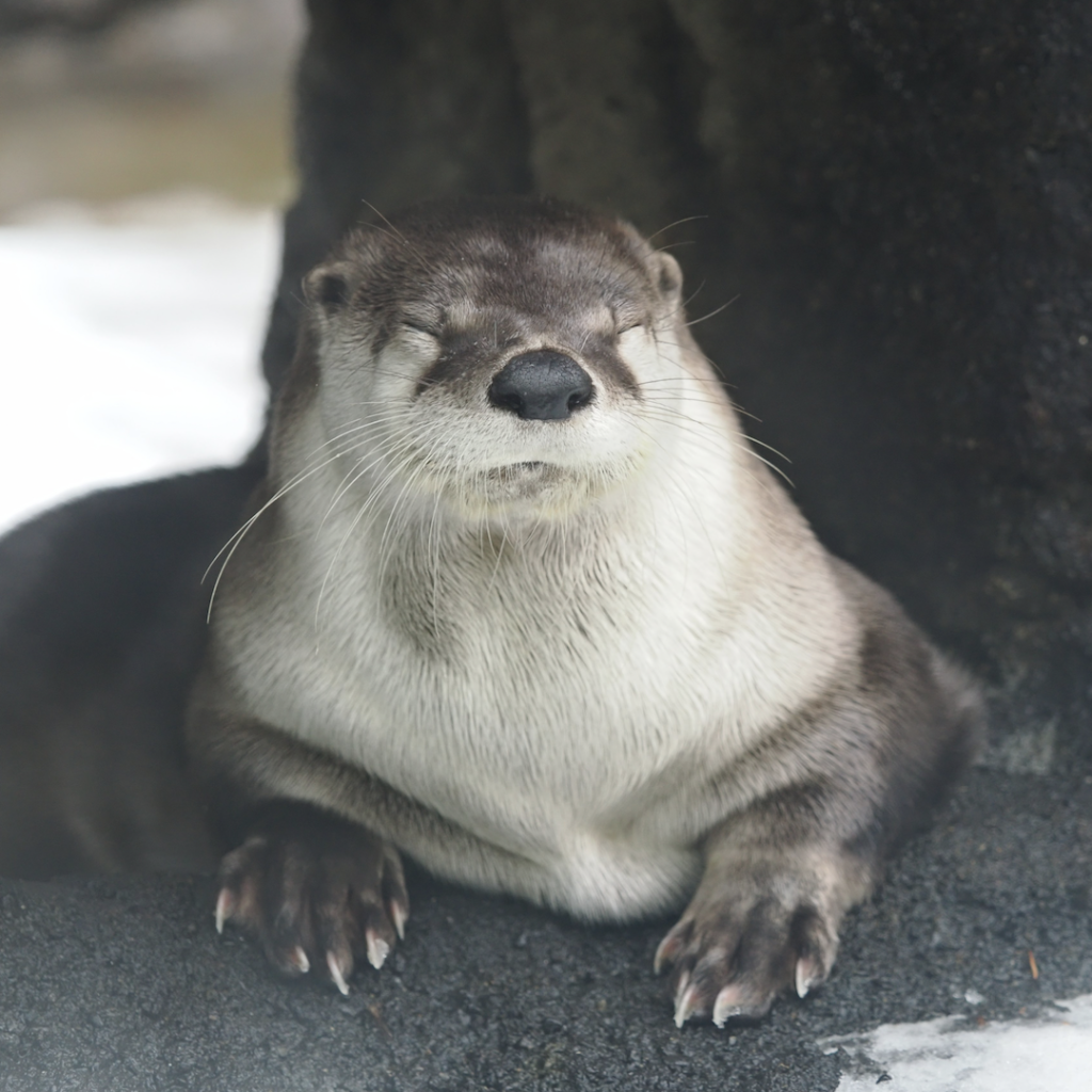 Links 1/27/2026 | naked capitalism